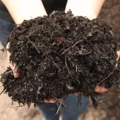 Compost (Leaf) Full Yard