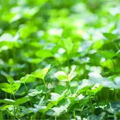 Clover Keeper® (Perennial) -  1/6th acre