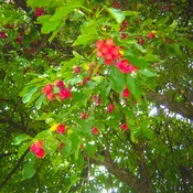 Dolgo Crabapple