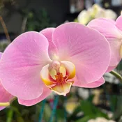 Large Orchid Arrangement