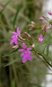 Oerstedella centradenia