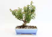 Chickasaw Crepe Myrtle in a 7" Glazed Quality Container