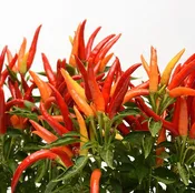 Chilly Chili Ornamental Pepper - 5" Fall Annuals
