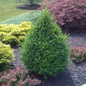 BOXWOOD GREEN MOUNTAIN (18-24" B&B) buxus x 'green mountain'
