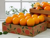 Citrus Lovers Club - All Oranges