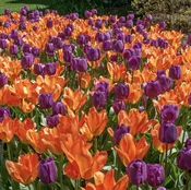 Stop the Car® Premium Tulip Blend (100 Pack) | Colorblends® Exclusive — Burnside Farms