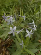 Amsonia orientalis syn. Rhazya orientalis     European bluestar    Z 5-8