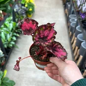 Begonia sp. 4" - Rex/Rhizo Begonia Asst.
