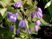 Allium macranthum DW