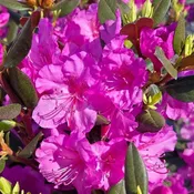 Rhododendron, Black Hat Rhododendron