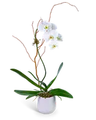 Whispering Phalaenopsis Orchid