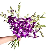 10 Stems Purple Dendrobium Orchids