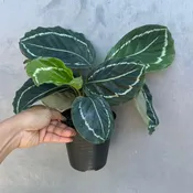 Calathea Green Lipstick in 4" Grow Pot – Air Purifying Houseplant – Easy Care & Low Maintenance Indoor Plant – Live Decorative Foliage Houseplant