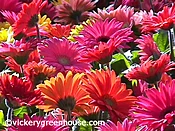Gerbera Daisy