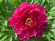 Paeonia, 'Candy Apple' itoh intersectional peony PICK UP