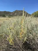 ARTEMISIA CANA, Silver Sage 40 cubic inch