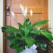 Peace Lily Basket
