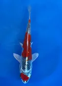 16cm Japanese Imported Beni Kikokuryu - Aokiya - QT-11 - 135