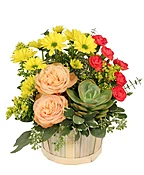 SUCCULENT PEACH