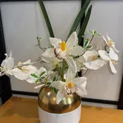 Stunning Orchids