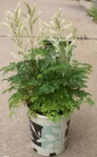 Aruncus Aethusifolius Noble Spirits 1 Gallon