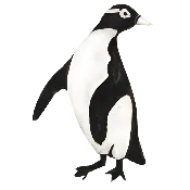 Black &amp;amp; White Penguin Pin