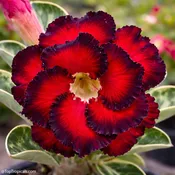 Adenium Hassadee Variegated, Desert Rose, Grafted