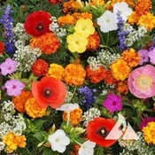 Deer Resistant Seed Mix