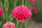 Bachelor Button – Red