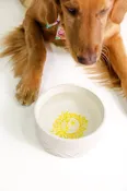 Pet Bowl, Sun Tiles Home