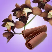 Chocolate Orchid Fragrance