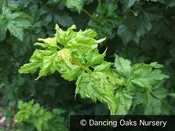 Acer circinatum 'Pacific Sprite', Pacific Sprite Vine Maple