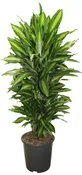 10.5" (27cm) Dracaena Variegated Branch Bundle - G4781