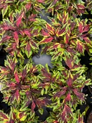 COLEUS FLAME THROWER CHILI PEPPER - 4'' POT