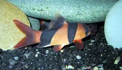 Clown Loach