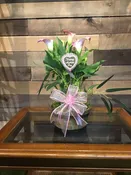 Mother's Day Cala Lily Plant — Daughter's Florist & Gift Shop