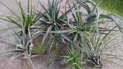 Air Plant Collection