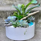 Medium Succulent Planter