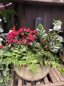 Medium English Basket Garden