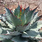 Agave ‘Corona del Diablo’