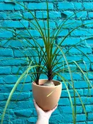Ponytail Palm