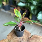 Aglaonema Red Siam 4”