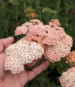 Achillea millefolium - Cameo