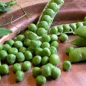 Alaska Early Pea