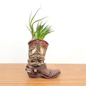 Cowboy Boot Large With Air Plant