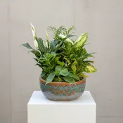 Ceramic Dish Garden