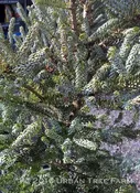 Abies balsamea fraseri