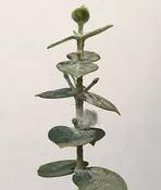 Baby Blue Eucalyputus