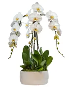 11in Swan Orchid Garden in Ceramic 2pk