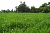 Mulato II Grass Seed
